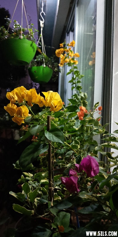 IMG20181103175519.jpg