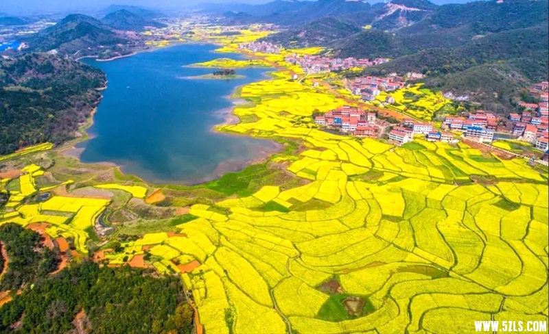 崇山畈油菜花观赏 点.JPG