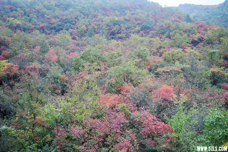 DSC_4226.JPG