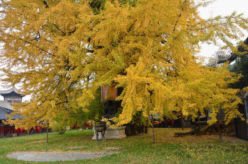 dsc_0068.jpg