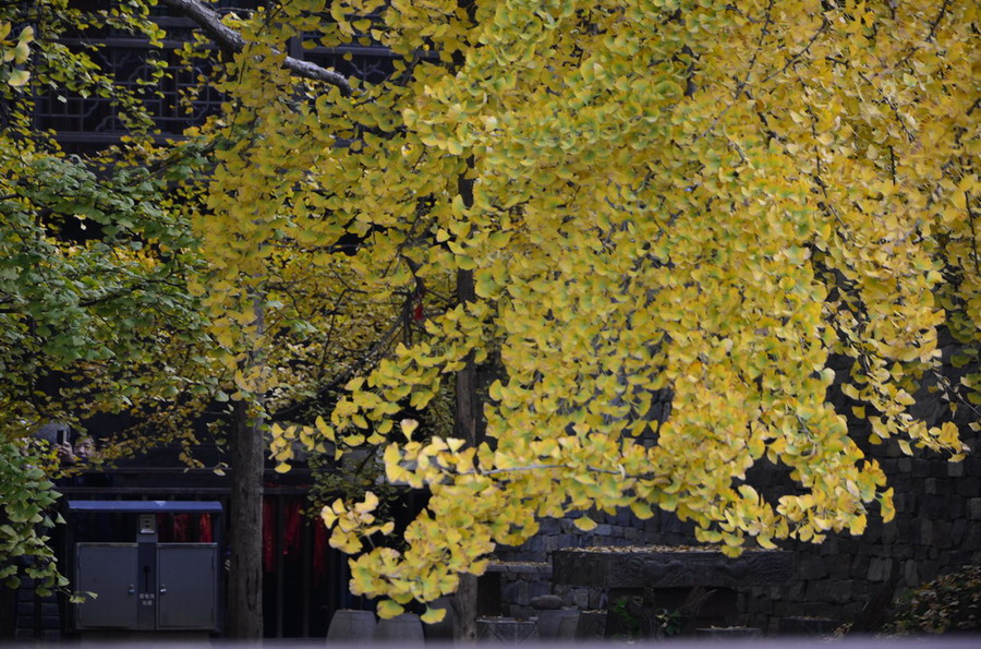 dsc_0162.jpg