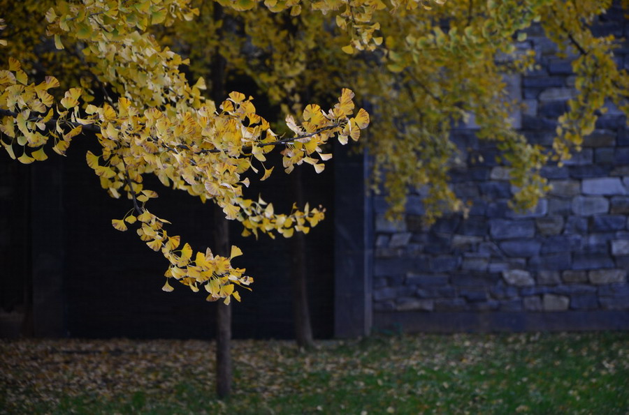 dsc_0165.jpg
