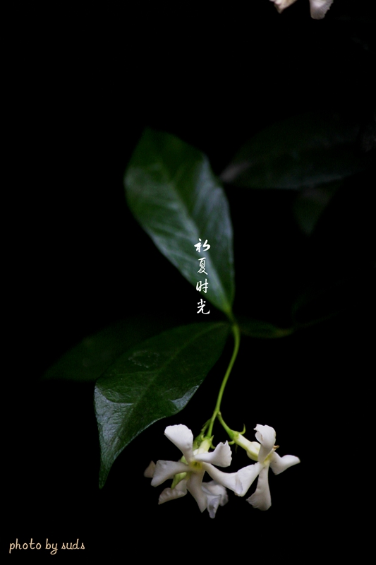_MG_1405_副本.jpg