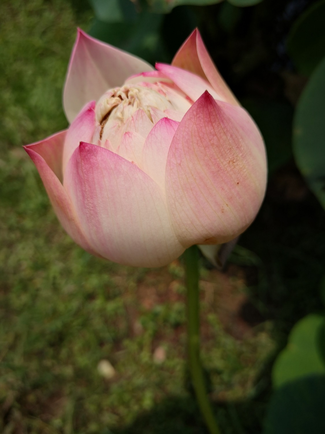 IMG_20200701_125703.jpg