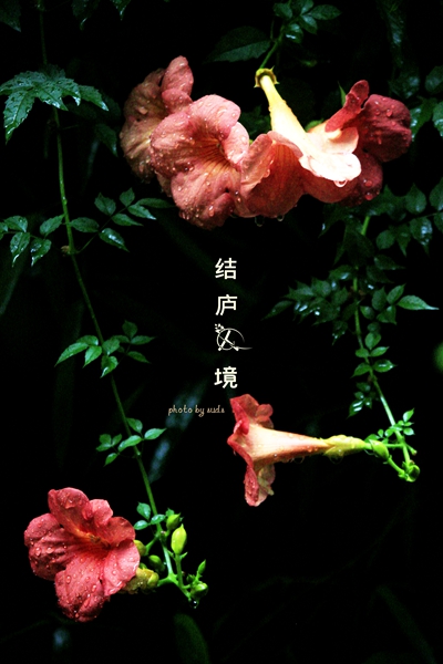 小院花.jpg