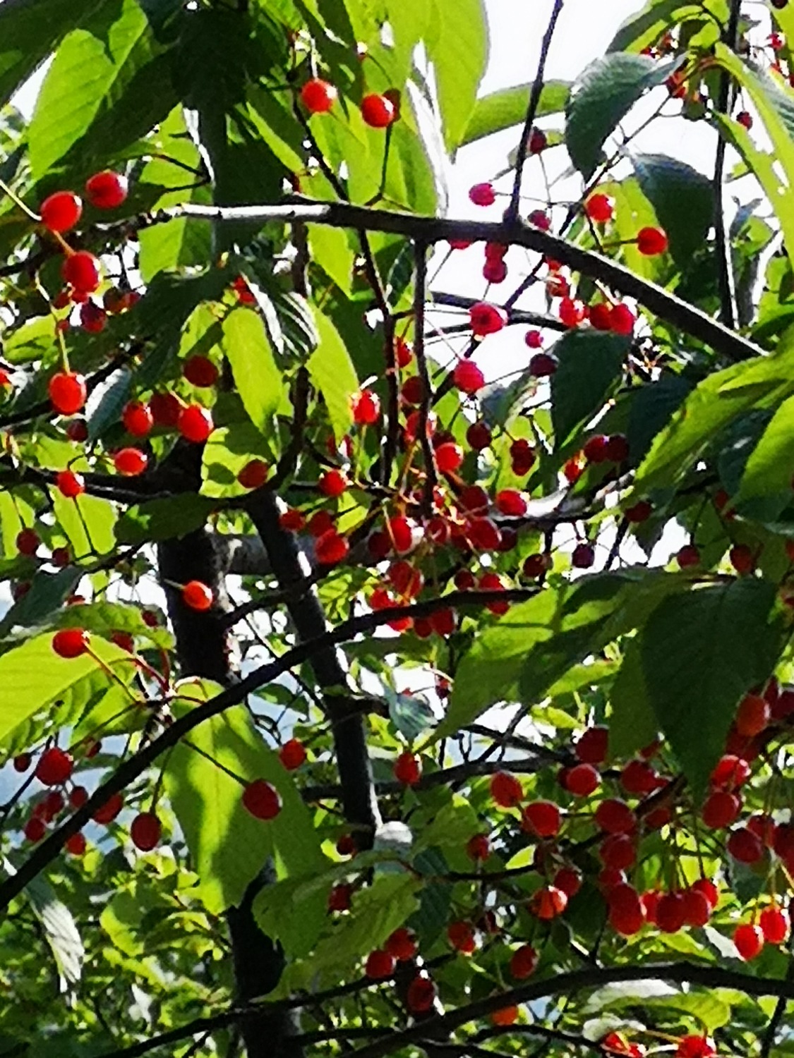 IMG_20200719_211305.jpg