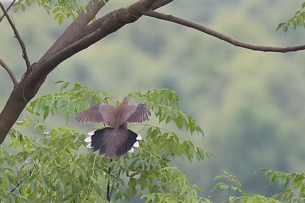 20160515汪湖 珠颈斑鸠IMG_9193.JPG