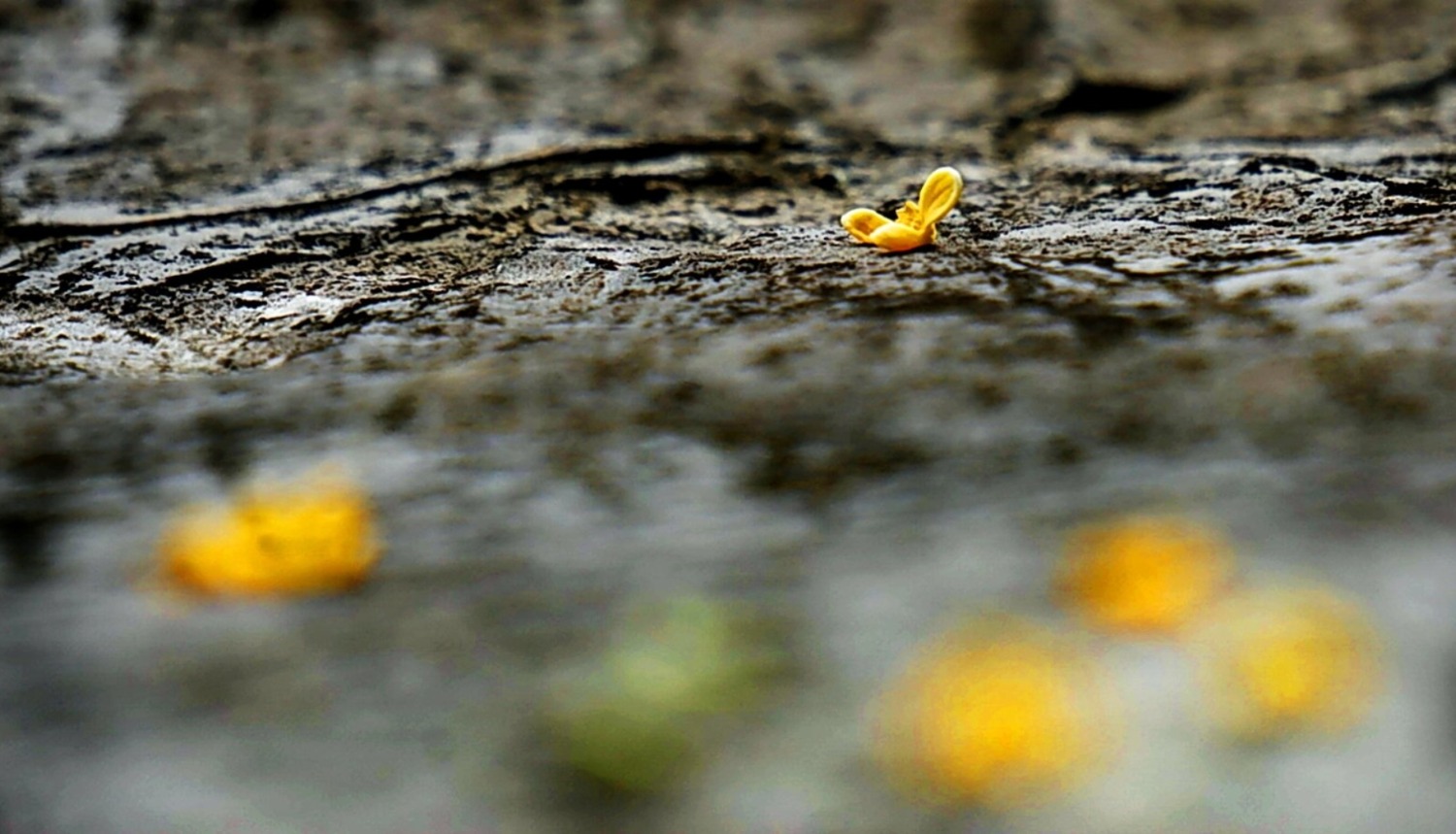 Screenshot_20201003_080359_com.fivehundredpx.viewer.main-01.jpeg