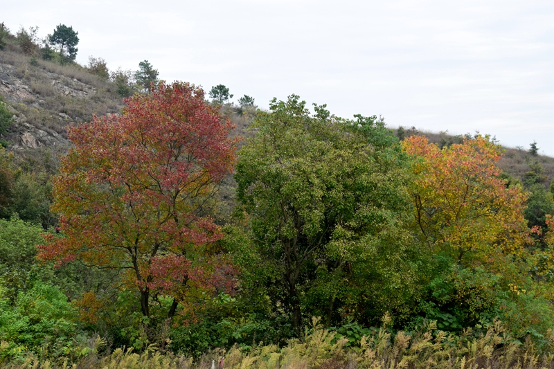 DSC_6646.JPG