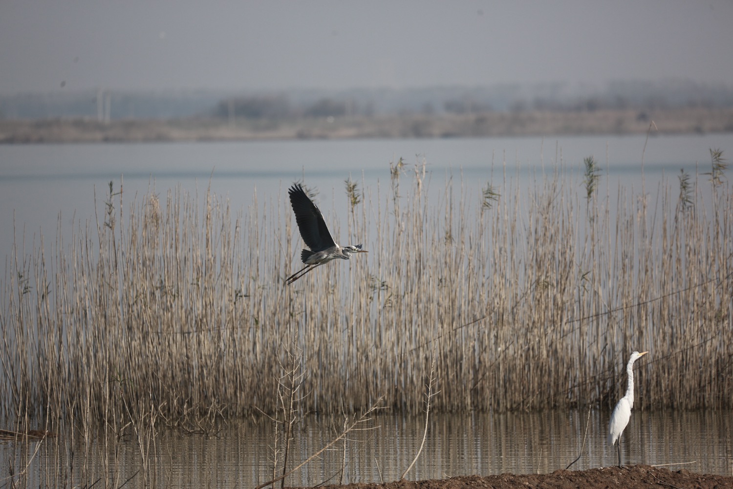 AAB90B5F-DF2C-4AB2-9F78-85093BC5134F.jpeg
