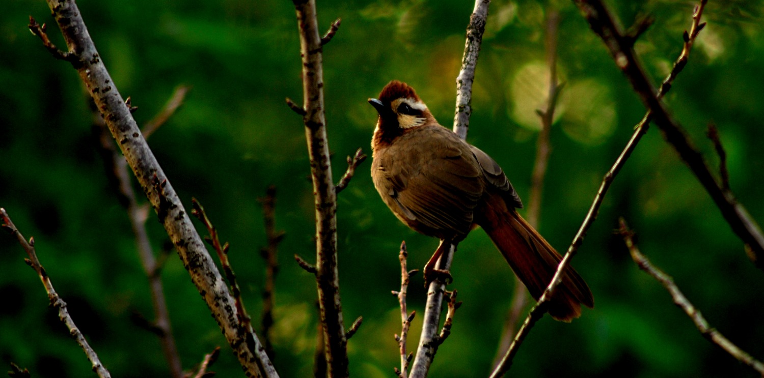 DSC_1604.JPG