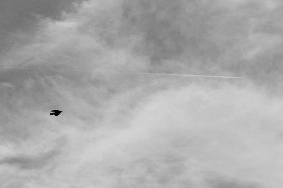 _DSC1753____.jpg