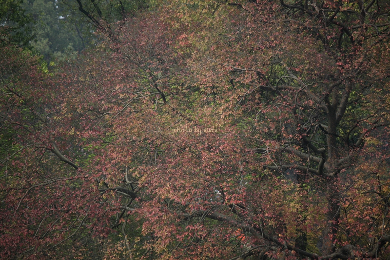 _MG_1524__.jpg