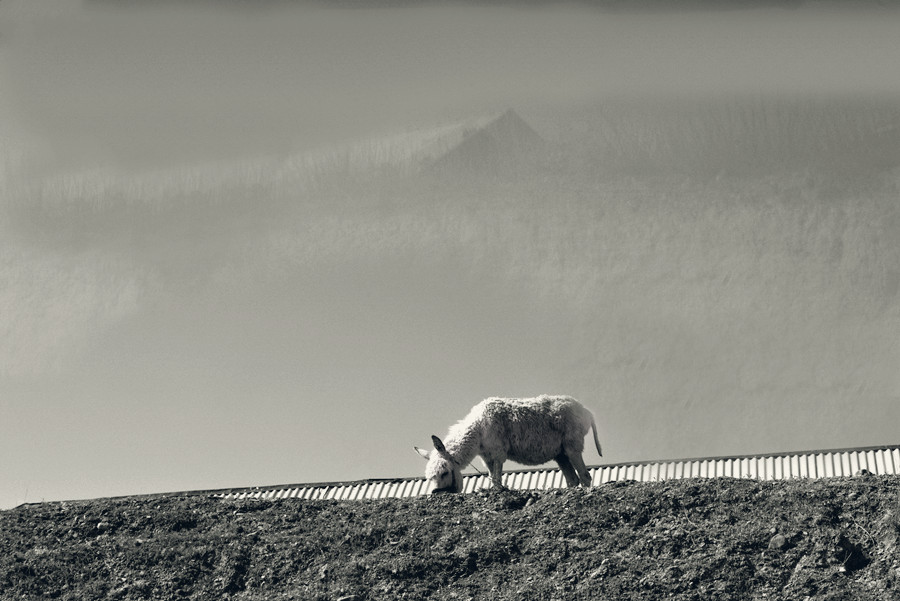 _DSC5227__.jpg