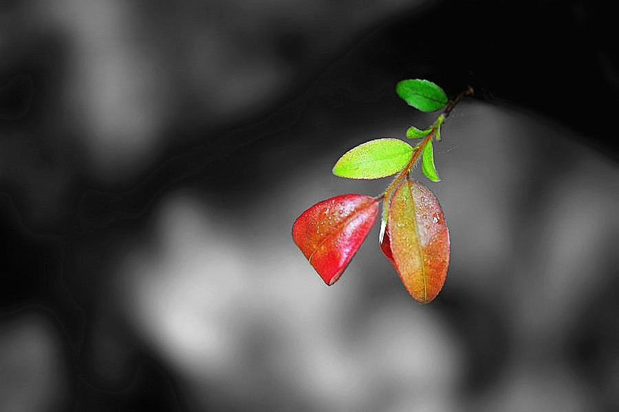 ΢Żɽ 099_____.jpg