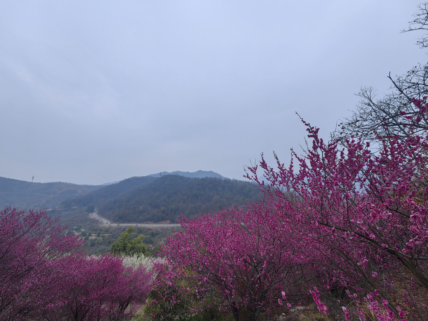 IMG_20250220_114137.jpg