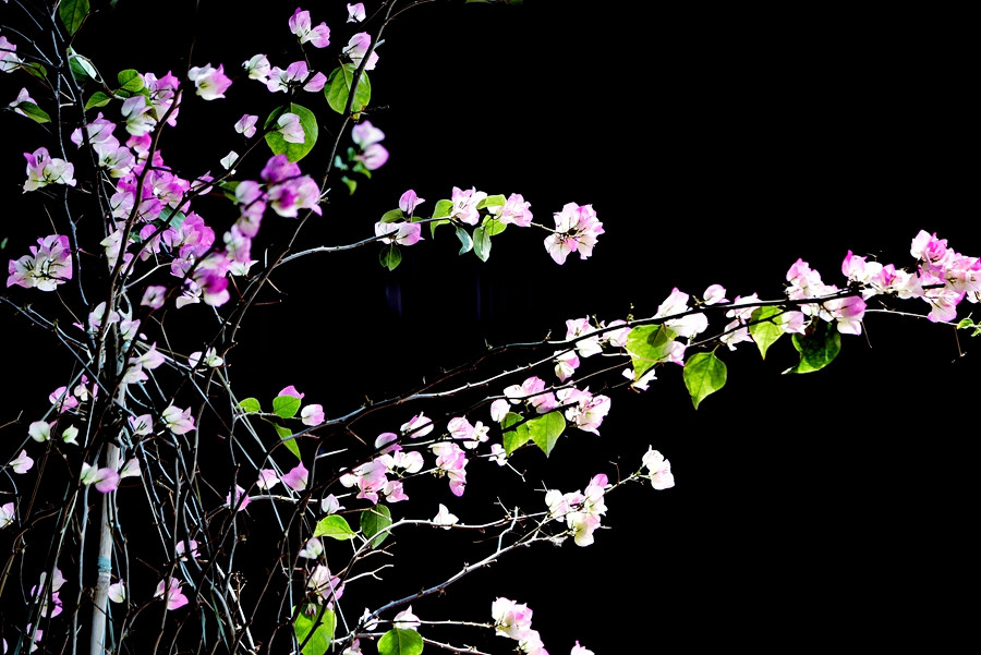 DSC_0035__.jpg