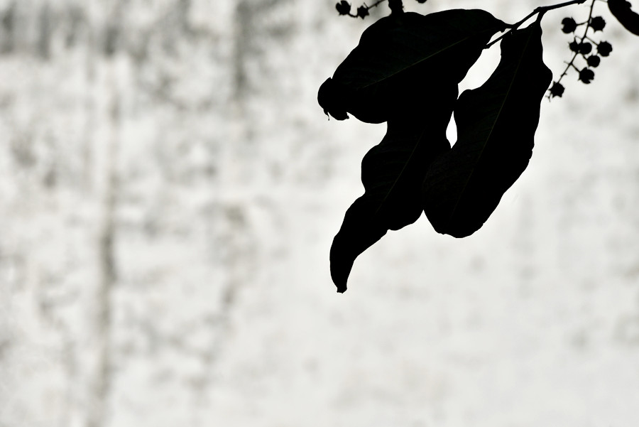 DSC_0090__.jpg