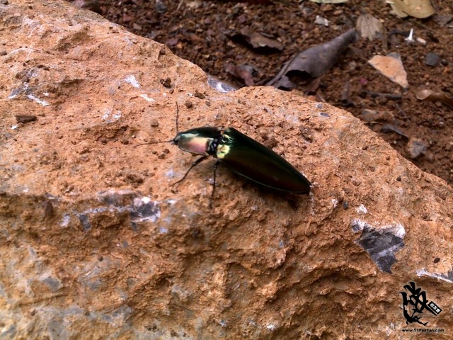 20110827207~1.jpg