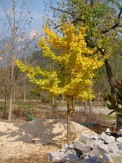 DSC01735a.JPG