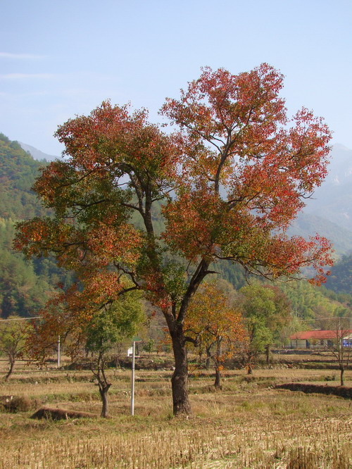 DSC01724a.JPG