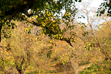 DSC01305.jpg