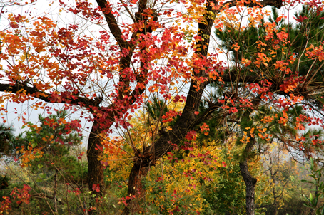 DSC01095.jpg