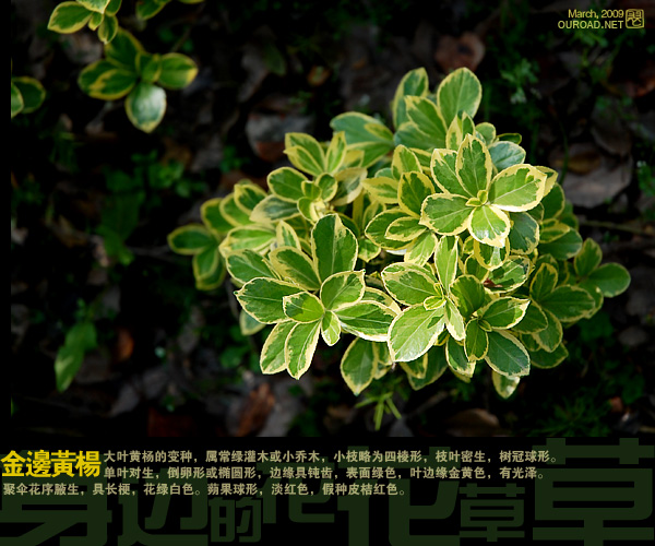 金边黄杨Euonvmus Japonicus cv.Aureo-ma