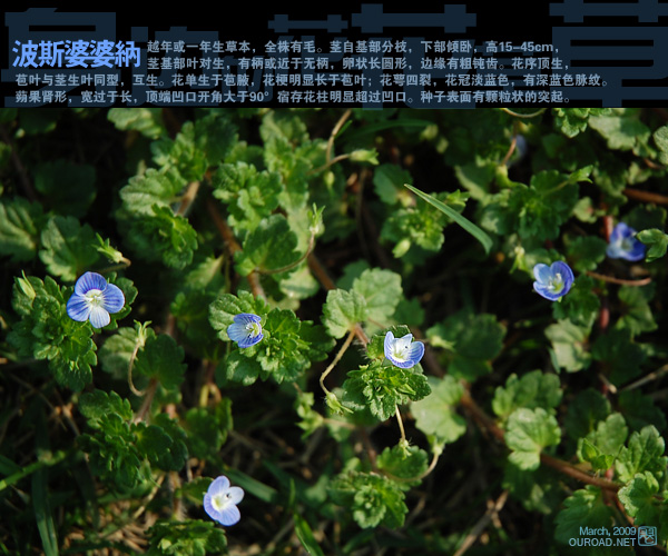 波斯婆婆纳Veronica