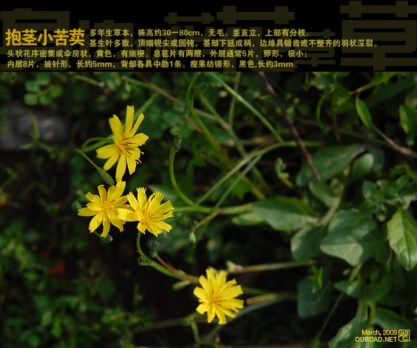 抱茎小苦