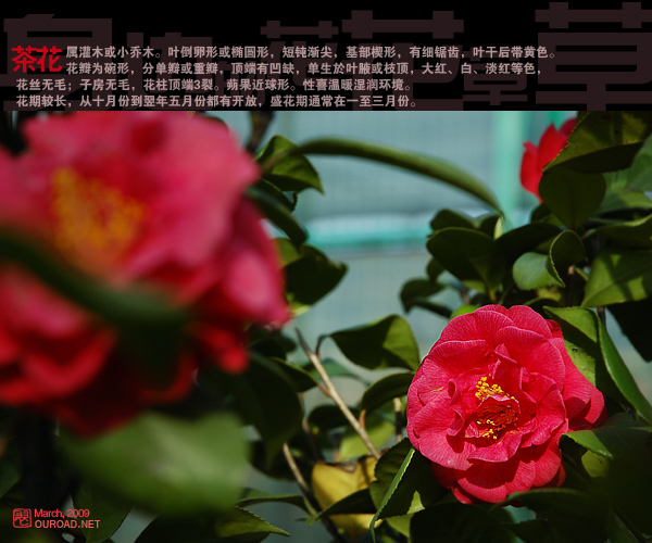 Camelli茶花