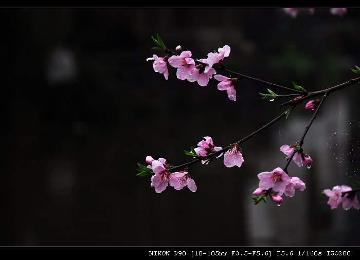 DSC_0160.jpg
