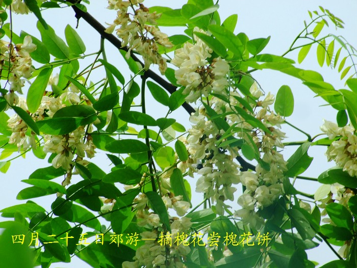 DSCF8623.JPG