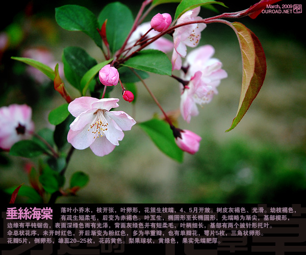 flower002.jpg