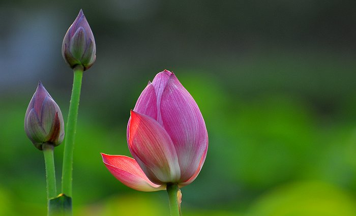 DSC_0078.jpg
