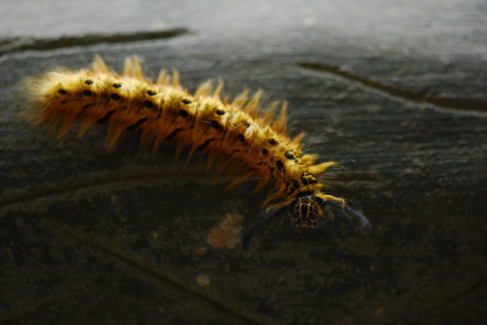 DSC_0033.jpg