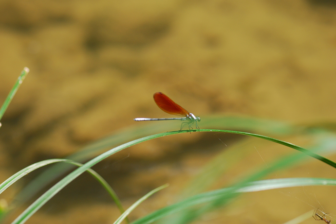 DSC_0041.jpg