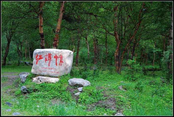红桦树2.jpg