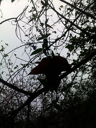 nEO_IMG_20091116311.jpg