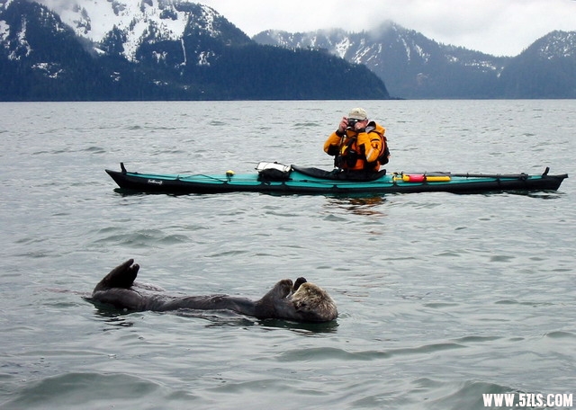 Sleeping sea otter.jpg