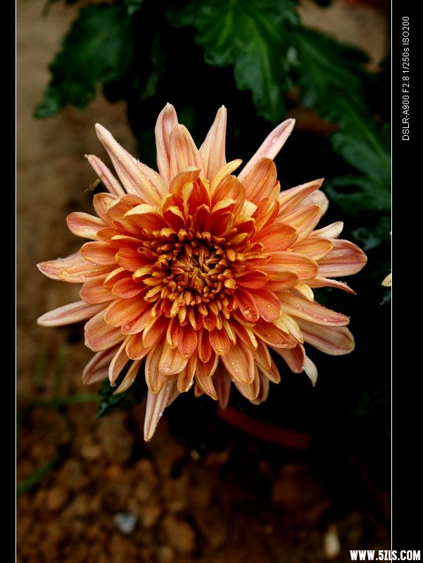 DSC00321.jpg