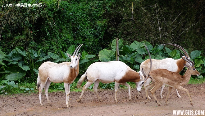 P1100642.jpg
