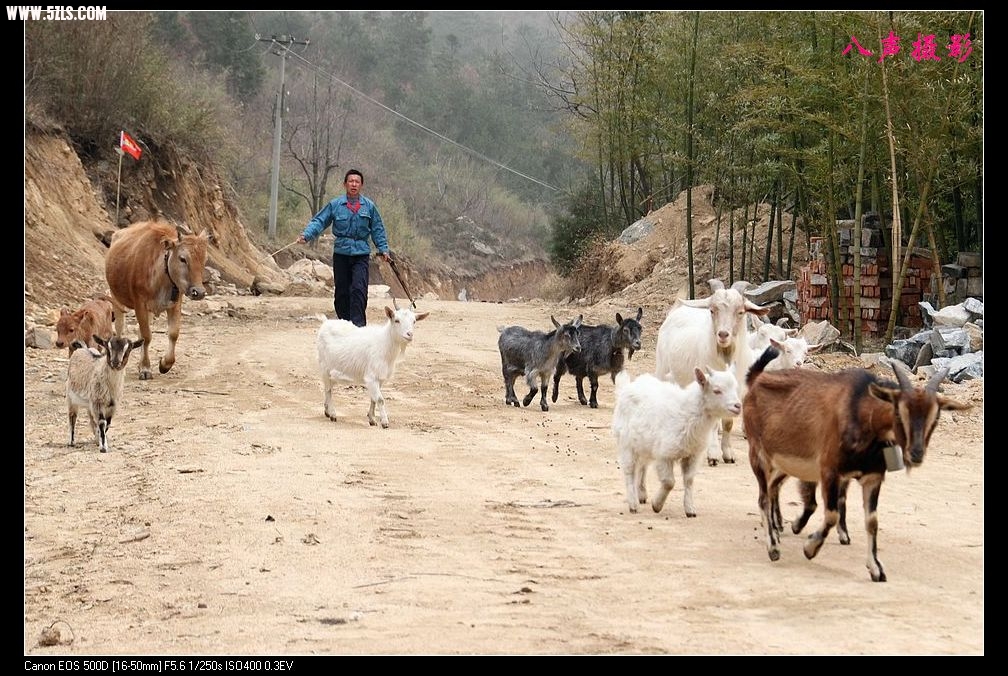 山路上的农民和其家里的牛羊