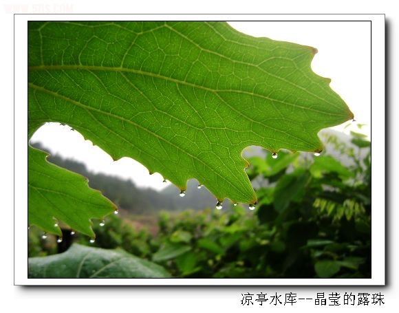 DSC07426.jpg