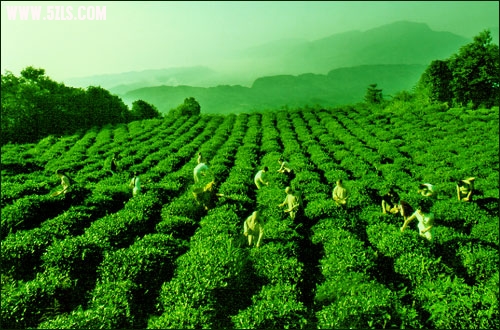 clip_image001.jpg