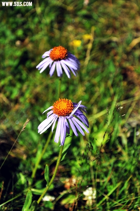DSC_0311-1.jpg