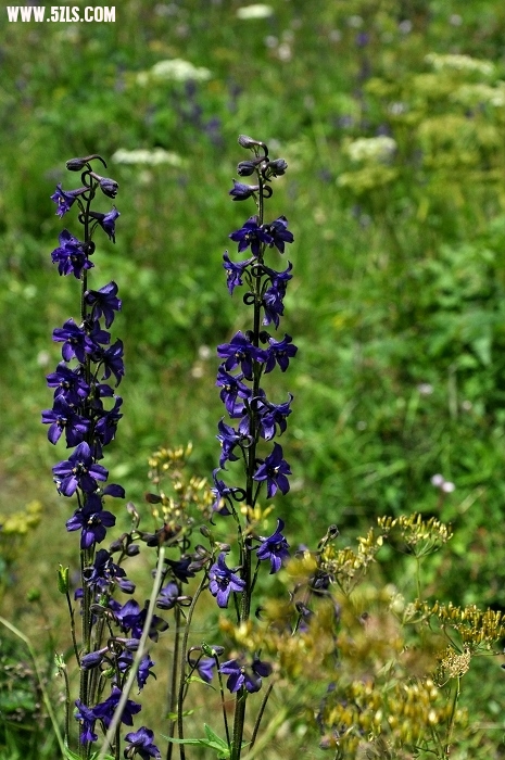 DSC_0834-1.jpg