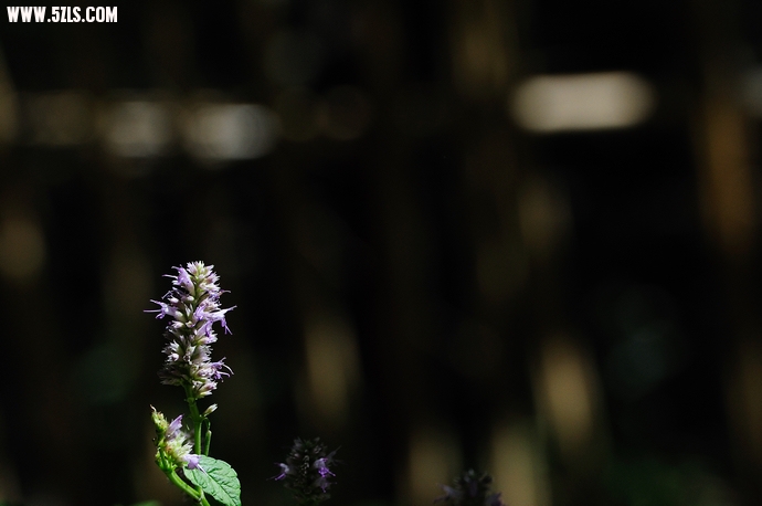 DSC_3042.jpg