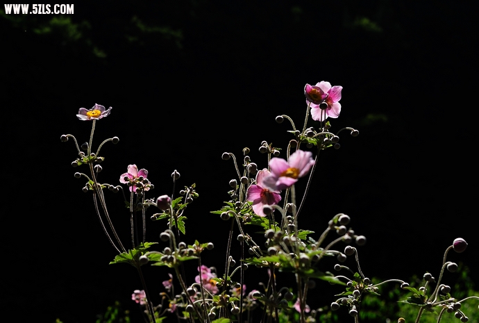 DSC_3226.jpg