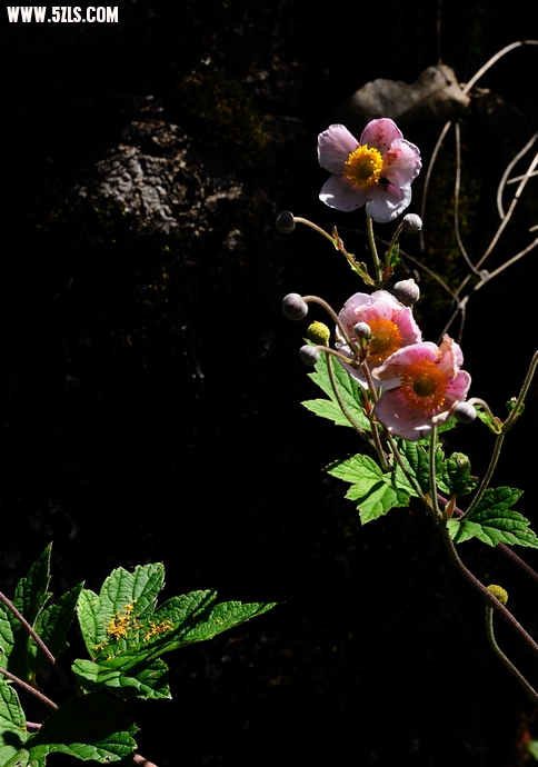 DSC_3308.jpg